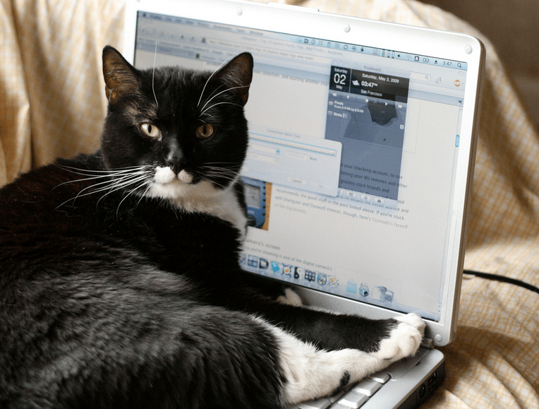 Flickr/Wabisabi2015/Jester the Cat