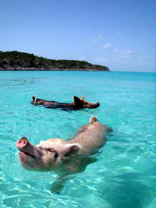 Pig beach - courtesy of Flickr